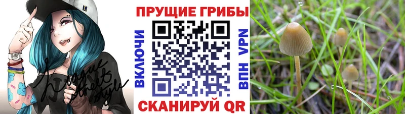 Галлюциногенные грибы Cubensis  Геленджик 